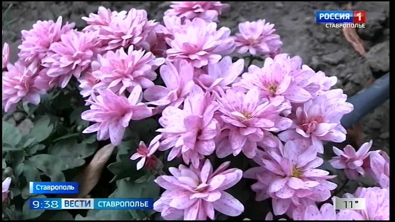 Яркие краски осени в Ботаническом саду Ставрополя
