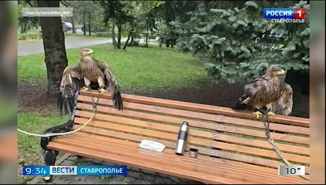 Двух краснокнижных орлов, которых использовали для платных фотоссесий, изъяли полицейские