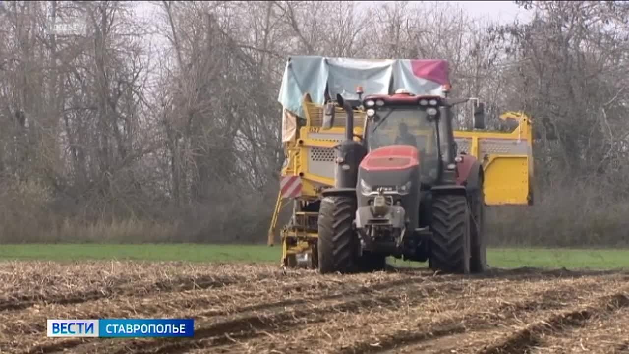 На Ставрополье собрали уже 105 тысяч тонн картофеля