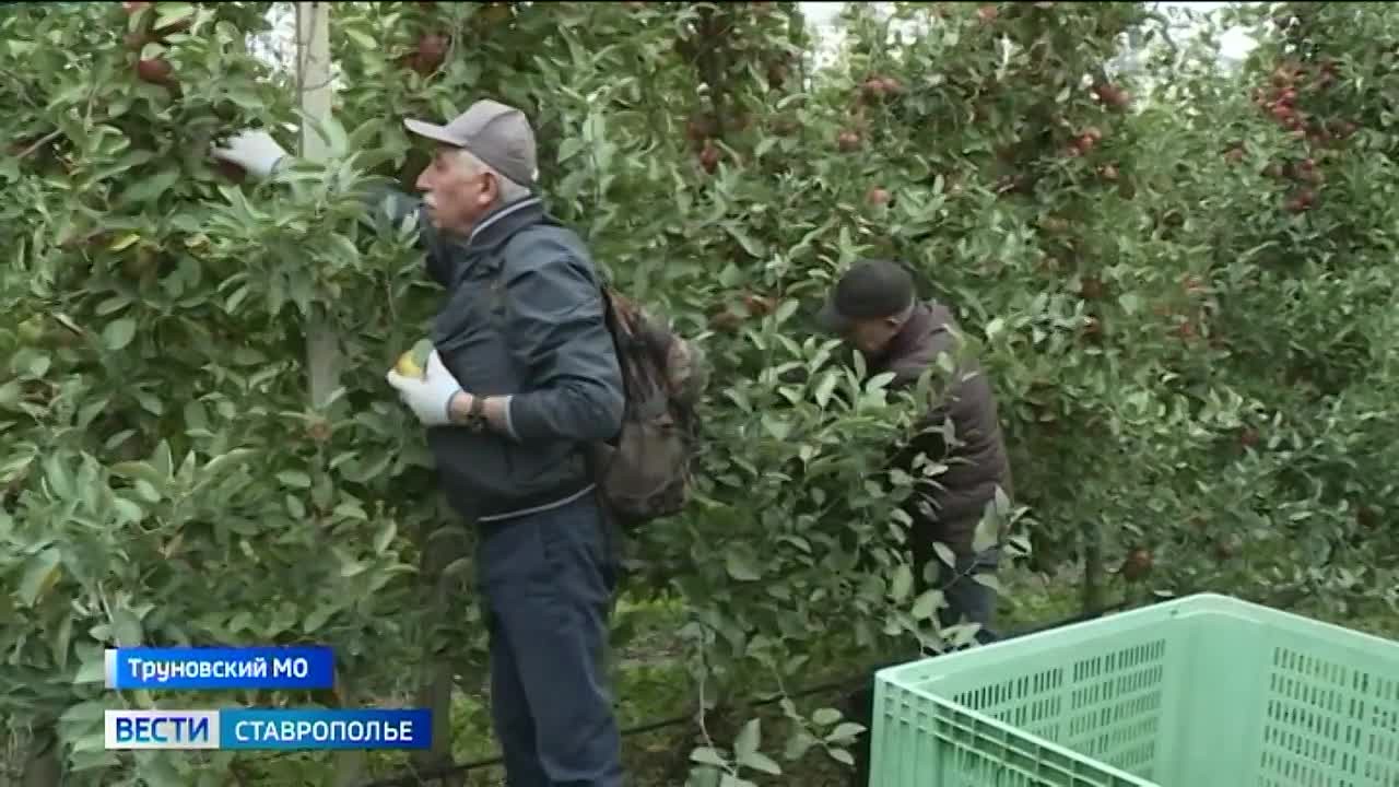 Ставропольские яблоки отправляют бойцам СВО