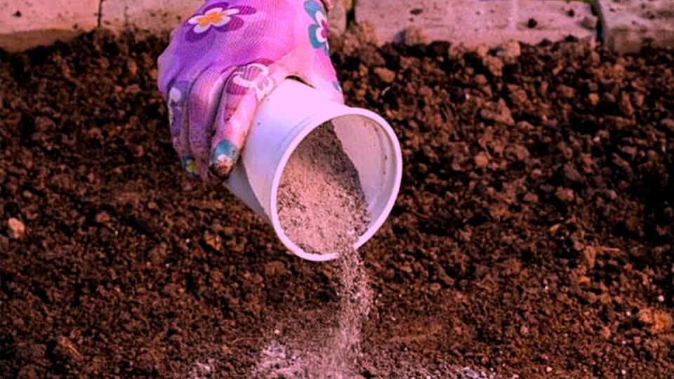 Предостережение для садоводов: не дайте золоте погубить ваш урожай!