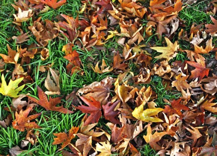 Опадение листьев: норма или тревожный признак для вашего сада?