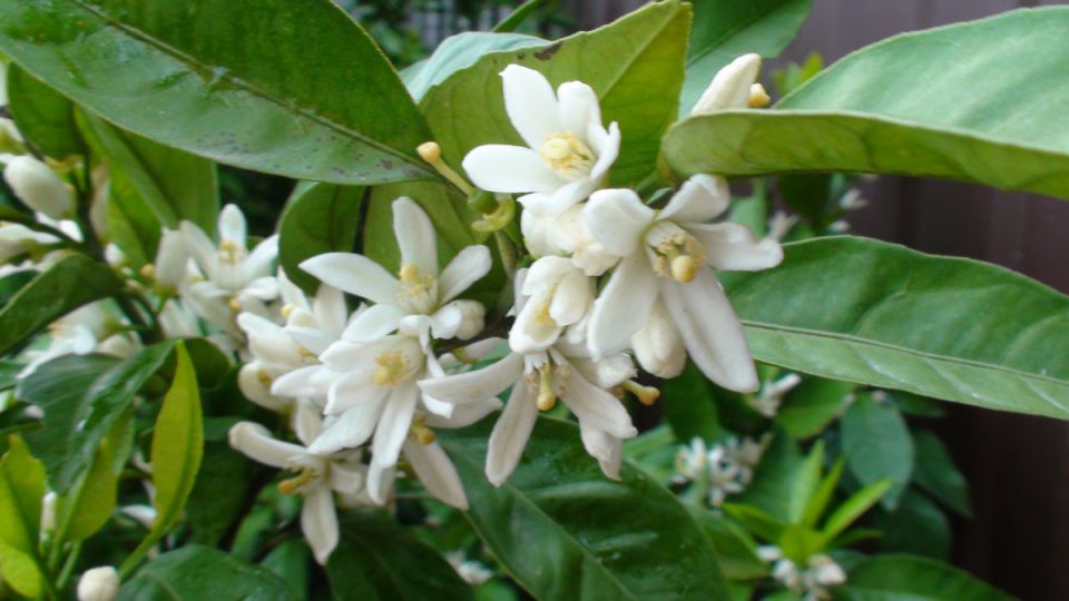 Как качественно обработать сад весной: советы для успешных дачников