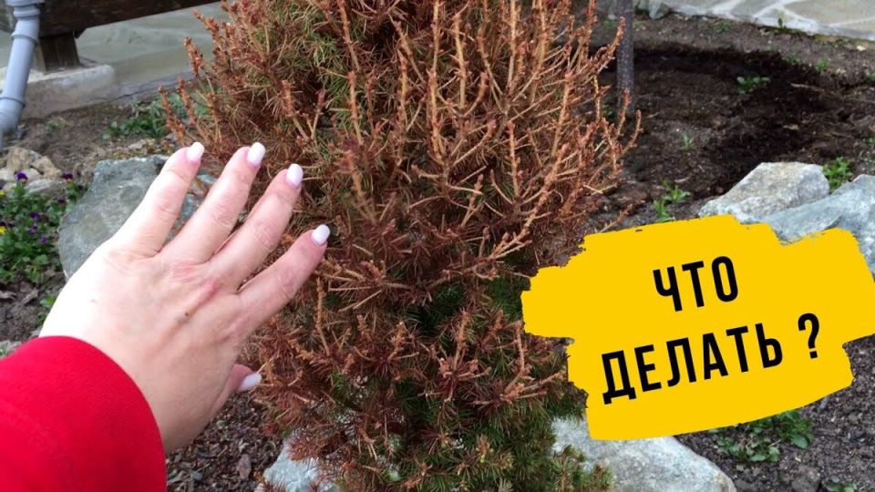 Причины пожелтения хвойных насаждений