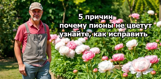 Почему ваши пионы не цветут? Узнайте главные причины и решения