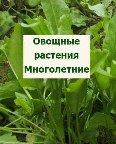 Многолетние овощные растения: ключ к устойчивому урожаю