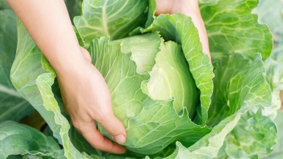 Вот почему капуста заваливается на грядках: вы сами губите свой урожай