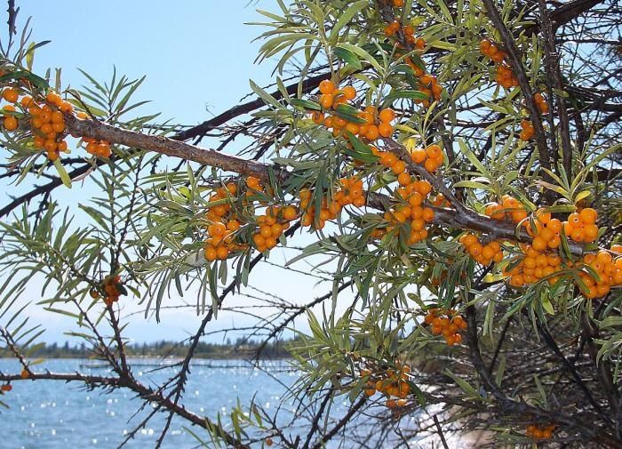 Как ухаживать за облепихой: секреты плодородного урожая