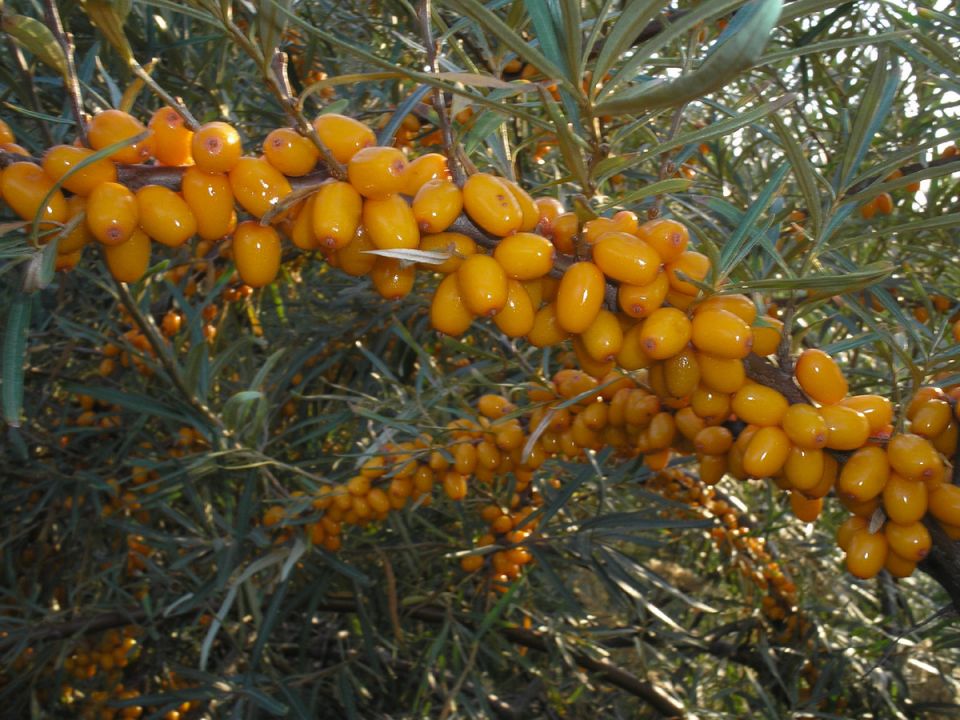 Облепиха: золотая ягода с древней историей и современными радостями