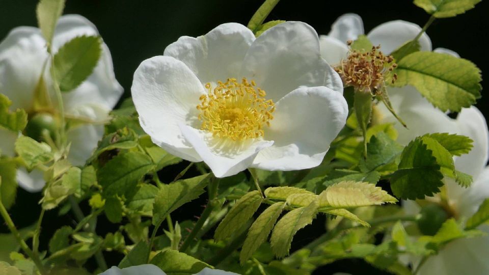 Важный признак подскажет, что роза переродилась в шиповник: поймете с первого взгляда