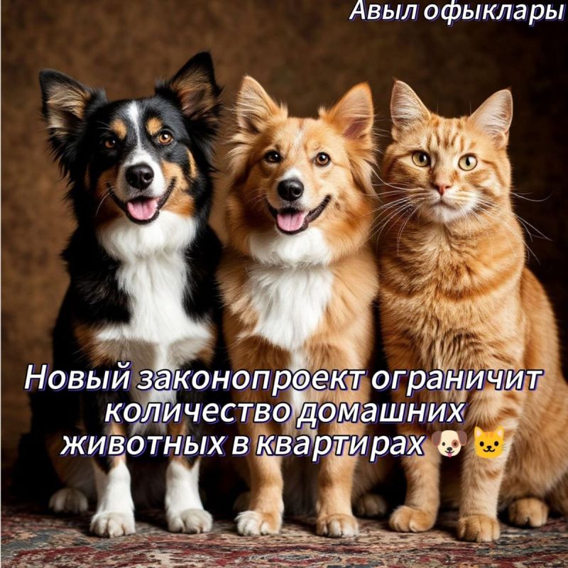 Новые правила для домашних любимцев: сколько питомцев можно держать в квартире?