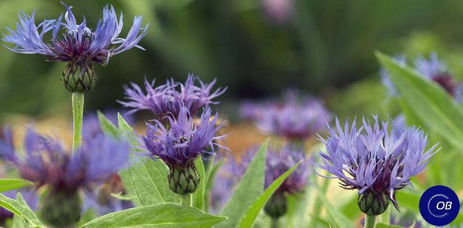 Садовые агрессоры: 5 многолетников с красивыми, но опасными свойствами