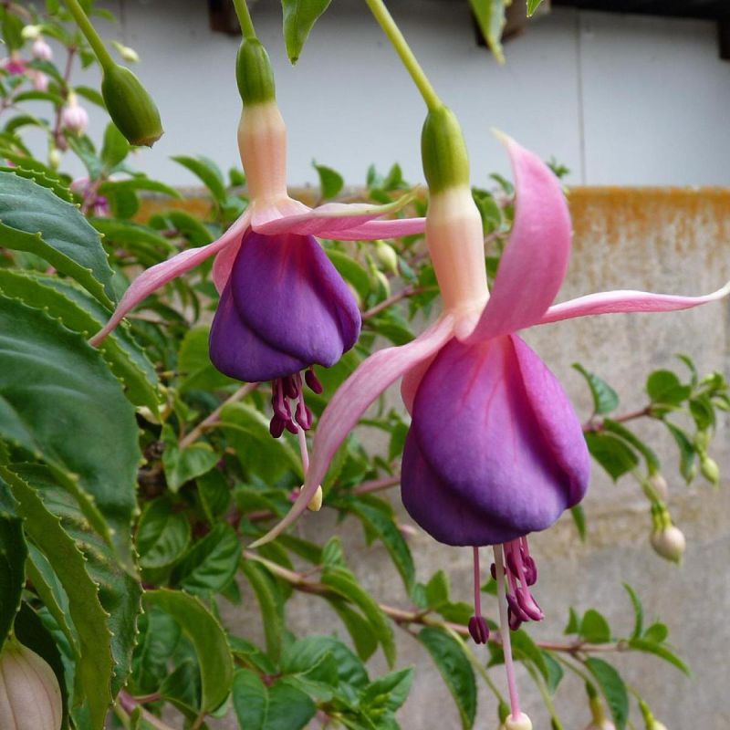 Как заставить фуксию радовать цветами даже зимой