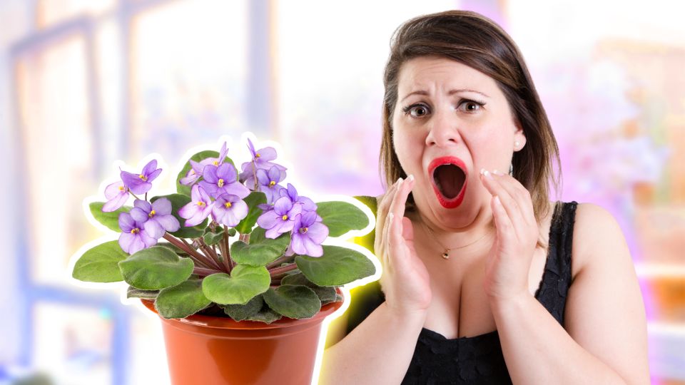 Фиалки погибнут мгновенно: эти ошибки в уходе убьют цветок в два счета