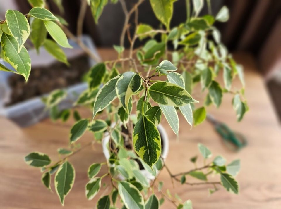 Как пересадить комнатные растения без стресса: избегайте распространенных ошибок