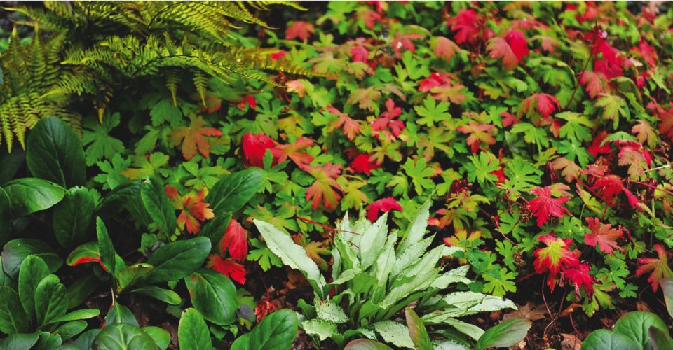 Растения-выживальщики: лучшие многолетники для тенистых и сухих мест