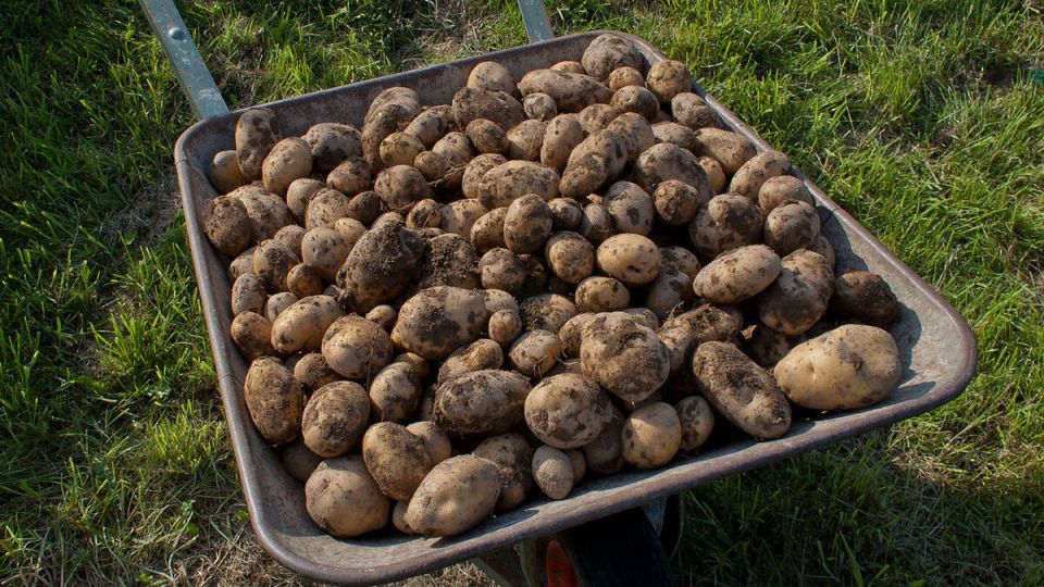 Выращивание картофеля под пленкой: преимущества и нюансы