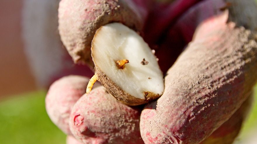 Как осенние сидераты помогают в борьбе с проволочником: проверенный метод