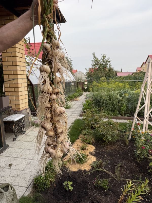 Уборка и сушка чеснока: неожиданные советы!