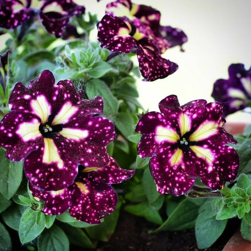 Петунии: стоит ли переплачивать за сортовые гибриды?