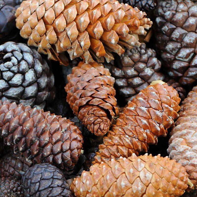 �������� �����: ����������� ����������� ��� ����