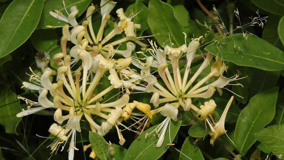 ��� ��������� ���������� ��������� ����� ��������: ������ ������ ��� ��������� ������