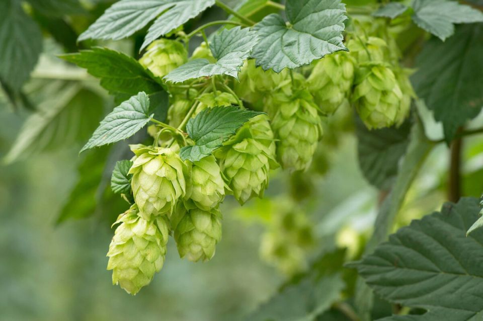 ���������� ���������: 10 ��������, ������� ����� ��������� ��� ���