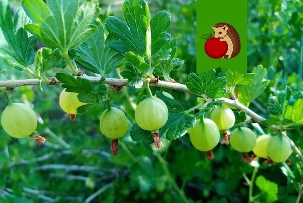 Секреты ухода за крыжовником: что ему противопоказано?