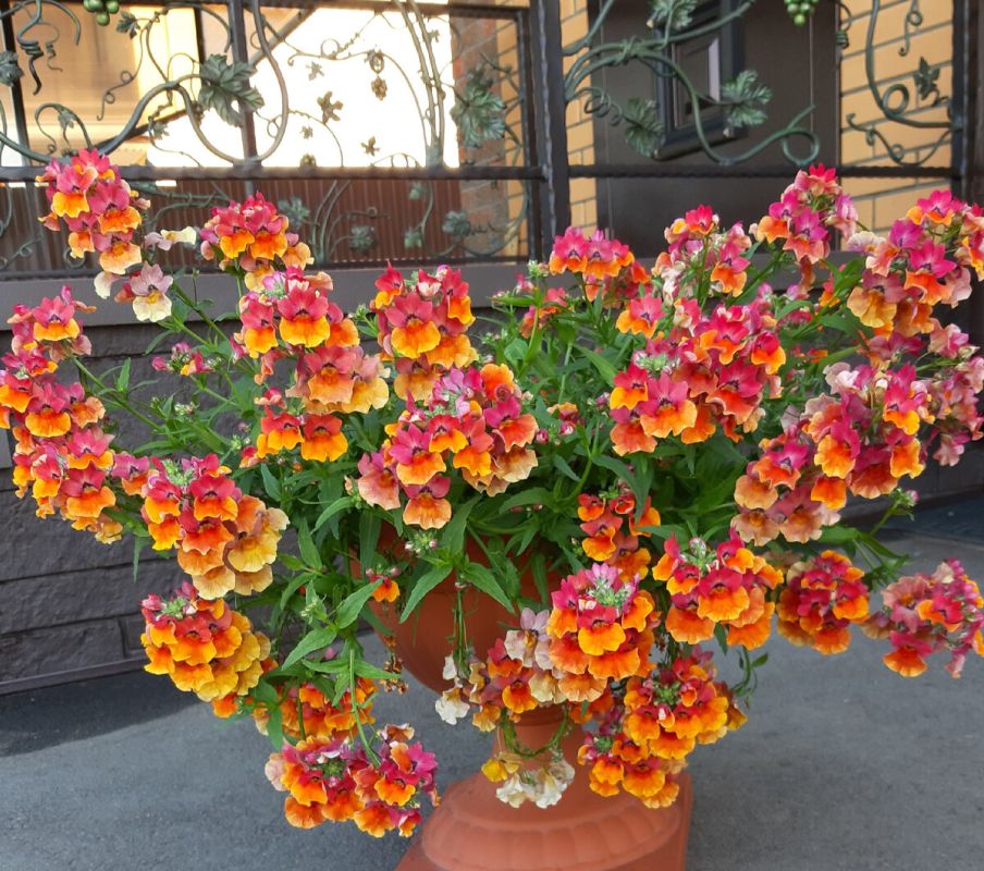 ��������� �����: ������� � ������� � ����� ����