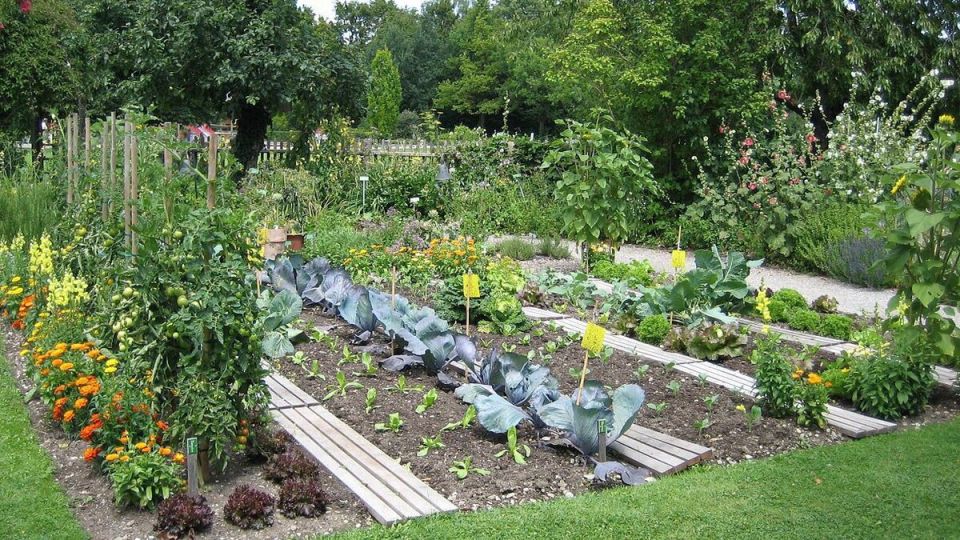 Весна в разгаре: как защитить огород от болезней и вредителей