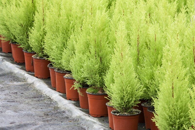 ����������� ������: ��������� ��������� � ������������ ��������