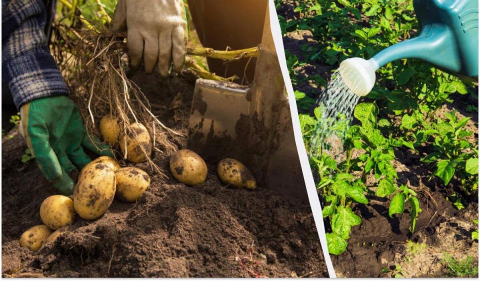 ��� �������� ���������� ������ ��������� � ����: ������� �������� ���������