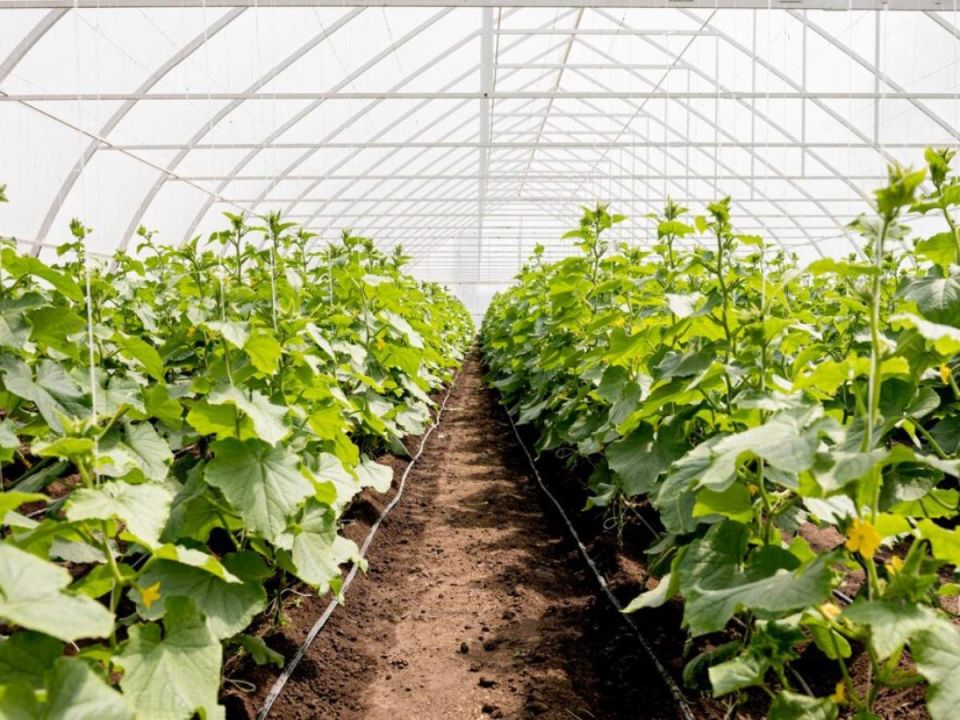 ����� �� ������: ��� ����������� ������� ��� ������� � �������� �������������