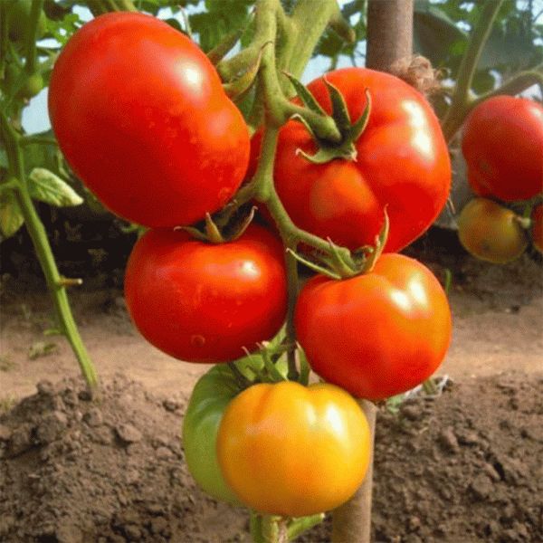 ����� ��������� 2: ������� ������ ���������� �������