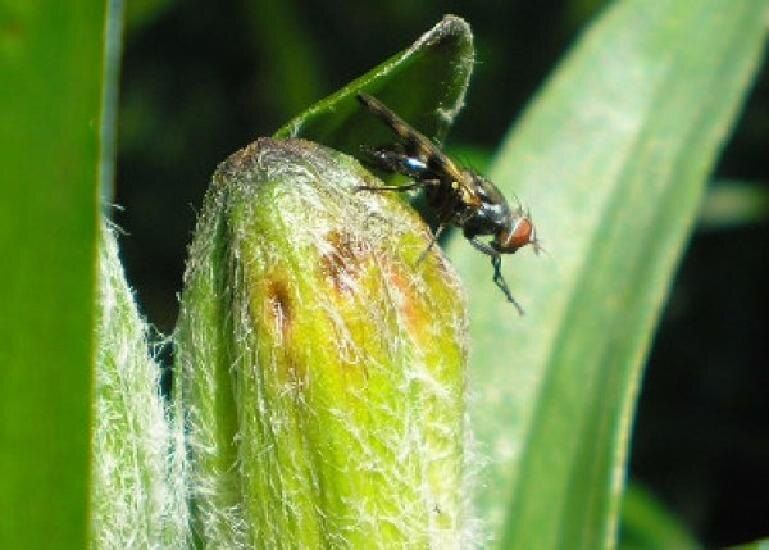 ��� ���������� �������� � �������� �����