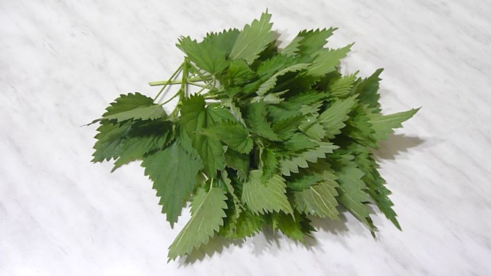 Как вкусно готовить с крапивой: интересные рецепты и советы