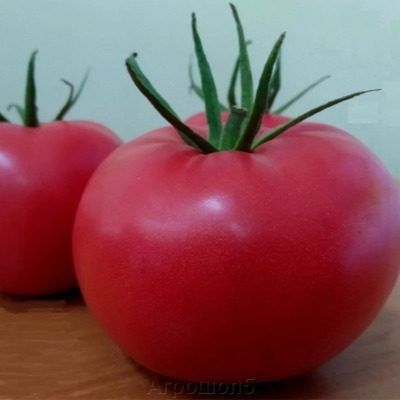 ����� ���� ����: ������������� ������������ ������ ��� �������