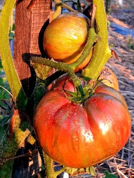 Томат Красавица колледжа: как вырастить крупноплодный бронзово?вишнёвый томат в теплице