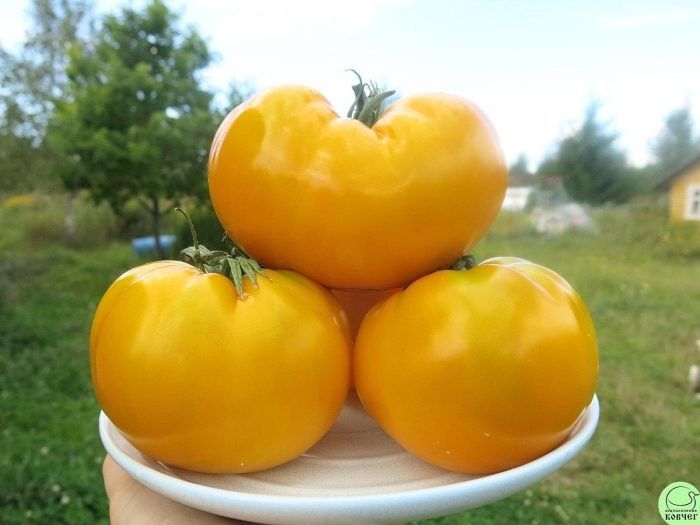 Золотой век томата: крупноплодность и практическая ценность для сада