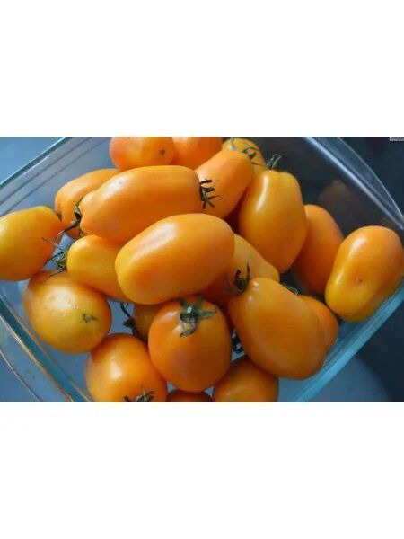 Мармелад оранжевый: спокойное объяснение особенностей и ухода за ранним сортом