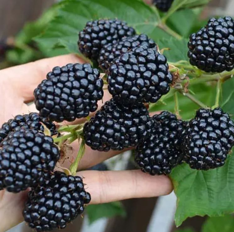 Ежевика: открываем лучшие сорта и секреты успешного ухода за ягодами