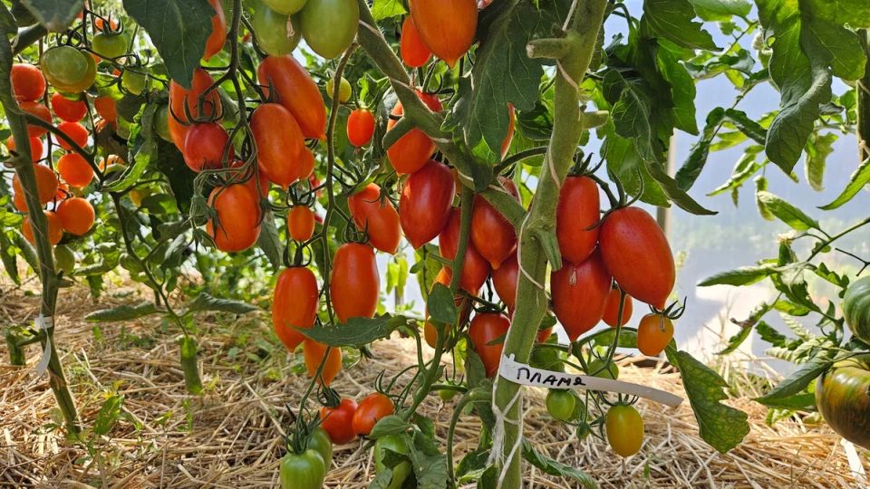 Томатные эксперименты: лучшие и худшие сорта 2026 года