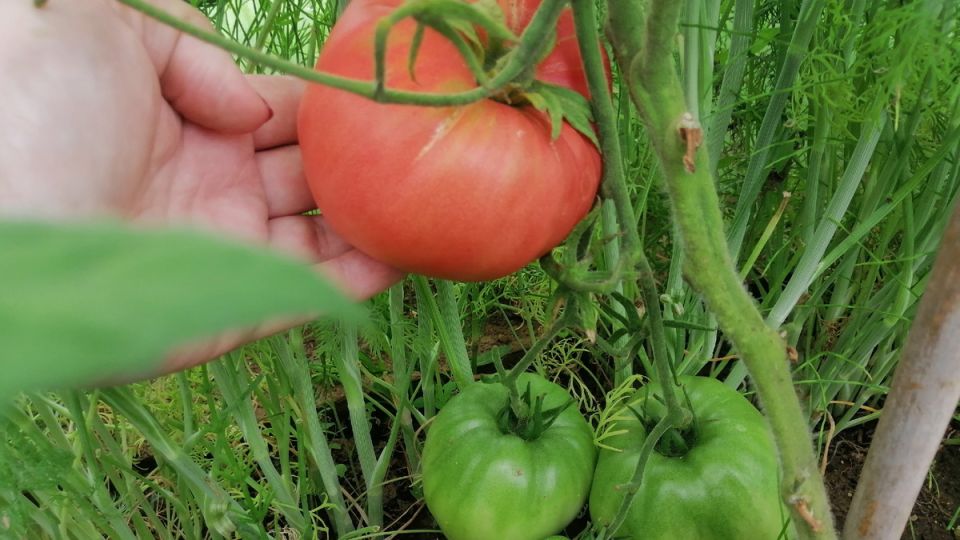 Сталкиваясь с климатом: устойчивые томаты, проверенные временем