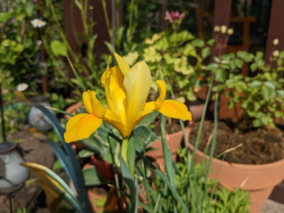 Болезни садовода: неожиданные расстройства и как с ними справиться