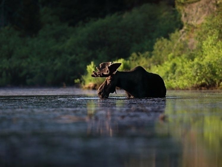 Новые правила охоты: налог на животных может вырасти до небывалых размеров