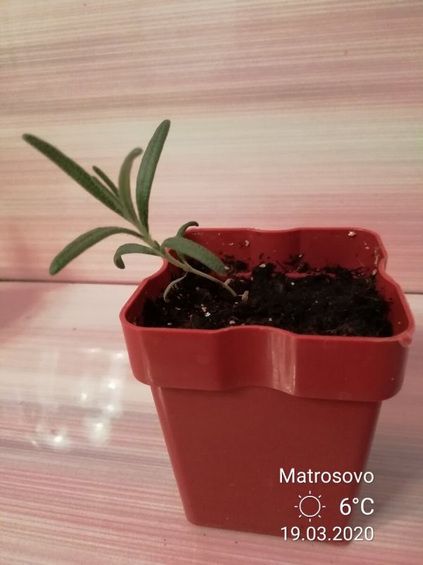 ��� ��������� ��������: ��� ������� � ������ ���� ��������