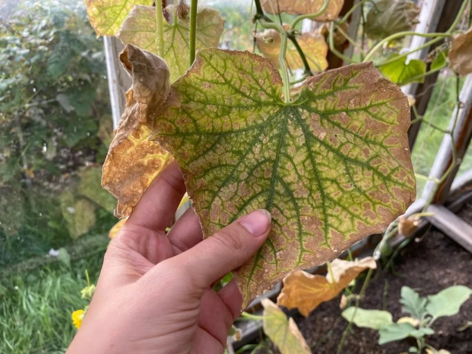 ��� ������� ������� ������: ������� ����������� ���������