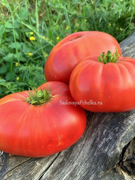 ����� ���� �������: ���������� ������ � ���������� ������