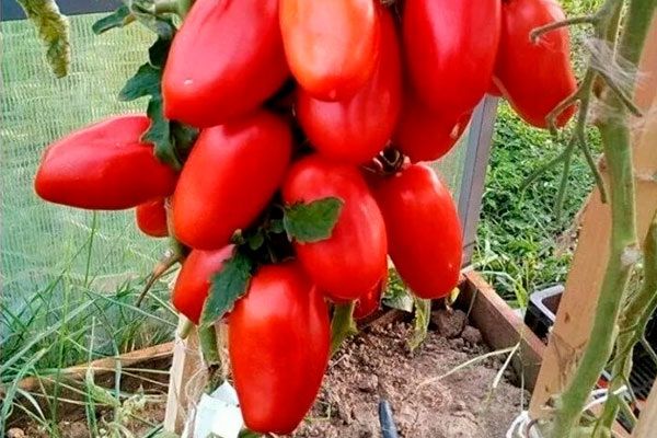 ������� ������� ������ ������� ������� ���������