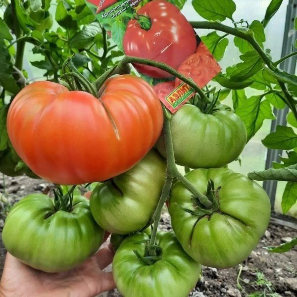 ����� ���� �����: ���������� ���� � ������������ ������������